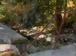 Пейзажи Мысхако удручают жителей Новороссийска 