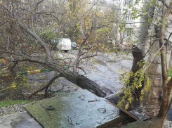 Дерево лишило новороссийцев горячей воды 
