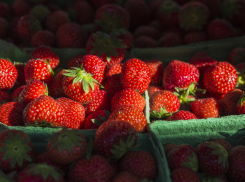 В Новороссийске приняли первые поставки клубники из Египта и Турции 