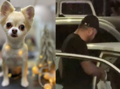 От собаки остался «кусок размазанного мяса по асфальту»: жительница Новороссийска рассказала о своей трагедии