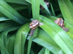 Животные исчезают: Красная книга Краснодарского края станет толще 