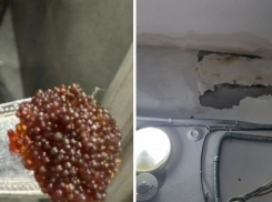 Комары, крысы и потоп в подвале: жители одного из домов Новороссийска устали от такого житья 