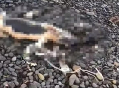 На новороссийском пляже нашли 3 мертвых дельфинов 