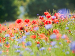 Красоты майского Новороссийска — цветы поздней весны