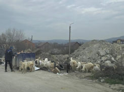 «Картина маслом»: обычный день в Новороссийске, где козы пасутся на мусорке 