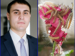 Пока дойдёт очередь, всё сожрут: новороссийцы раскритиковали замглавы за пост в ВК