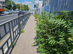 «Новороссийск забросили?», - история о том, как тротуар превратился в заросли и мусорку