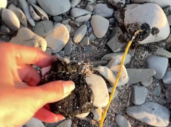 Мазут дошел до Кабардинки: нефтепродукты всплывают со дна Черного моря 