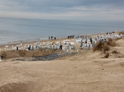 Правда или фейк: жителям Анапы заплатят деньги из-за разлива нефти 