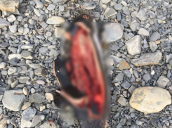 Израненного людьми дельфиненка нашли новороссийцы