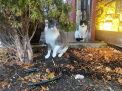 В Новороссийск вернулась зима