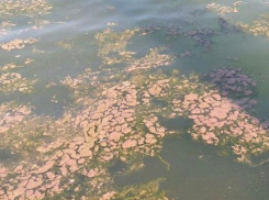 Море Новороссийска затянуло грязной пеной