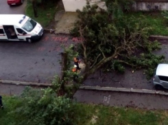 Дерево покушалось на имущество новороссийцев