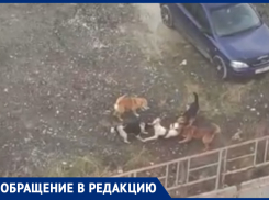 «На её месте мог оказаться ребёнок», - бродячие собаки грызут друг друга в жилых районах Новороссийска