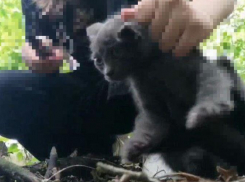 18+ На Кубани девочка убила котенка ради интернет-подруги 