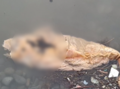 Мертвая рыба в мазуте? В Суджукской лагуне новороссийцы нашли нечто странное