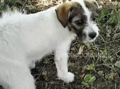 Как 12-летняя живодерка из Ильского поставила на уши весь Новороссийск