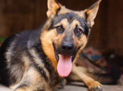 «Его ноги «съел» стафф!» - судьба собаки Адама из Новороссийска, ставшего донором 