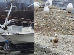 Птицы в мазуте долетели до Новороссийска