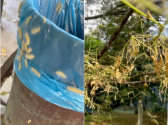 Гусеницы не отступают: новороссийцы продолжают жаловаться на нашествие вредителей 