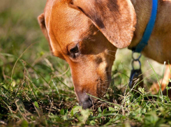 Кто такие догхантеры и как владельцам собак в Новороссийске уберечь от них своих питомцев