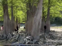 Туристы уничтожают кипарисы в Сукко под Анапой