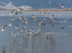 Погода в Новороссийске: очень тепло и без осадков