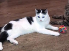 Тома – дома: избитая кошечка выздоровела и нашла своего Человека