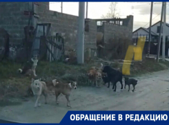 Бродячие собаки «кошмарят» новороссийцев 