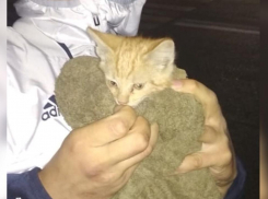 Новороссийские спасатели подарили жизнь котенку