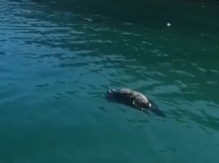 Не мазут и не вирус: от чего тогда гибнут птицы у берегов Черного моря?