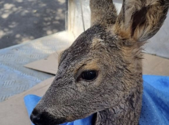 Спасатель из Новороссийска вылечил косулю и выпустил ее на волю