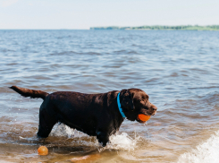 Собаки купаются в море с детьми — новороссиец негодует