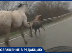 «Бедные, от кого они сбежали?» - новороссиец встретил на дороге трёх лошадей