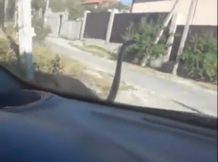 Змея поехала на «халяву» в Новороссийск