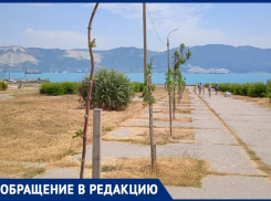 «Палки с малым количеством листьев» напоминают об обороне Малой Земли