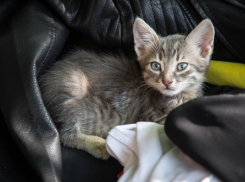 Новороссийцы смогут найти самого верного друга в Пионерской роще