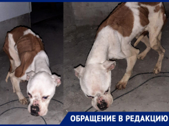 «Эти люди хуже фашистов»: кто «плодит» в Новороссийске беспризорных животных