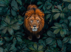 Гороскоп на 13 мая: Львы сегодня будут прекраснее обычного