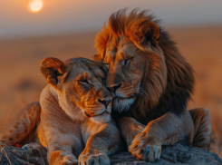 Гороскоп на 19 февраля: Львам необходимо снять стресс