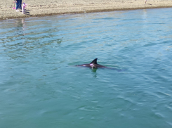 Праздничное чудо: новороссийцы могут стать свидетелями родов дельфина 