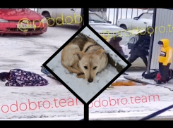 Лежала рядом на морозе, пытаясь согреть: недалеко от Новороссийска школьники спасли щенка