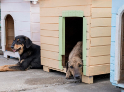 Суд допустил эвтаназию бездомных животных - о чем стоит знать новороссийцам