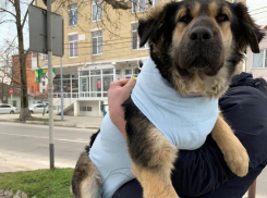 Волонтеры в шоке: избивших собаку до полусмерти живодеров не нашли