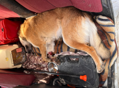 В Новороссийске орудует живодёр: животные лишаются ног из-за проволоки 