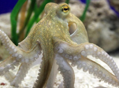 Осьминога за 5 млн рублей привезут детям Новороссийска