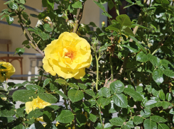 Гороскоп от «Блокнота»: львы узнают чью-то тайну, а весы поймут, чего им хочется от жизни