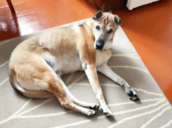 Новороссийск, внимание! Пропала 14-летняя собака по кличке Плюша