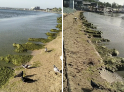 Чёрное море в Анапе после мазута покрылось зелёной камкой: не одно, так другое 