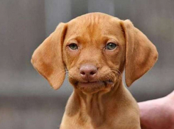 Владельцев животных в Новороссийске могут ждать повышенные штрафы: «Блокнот» расскажет – за что 